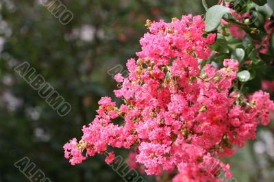 Crepe Myrtle