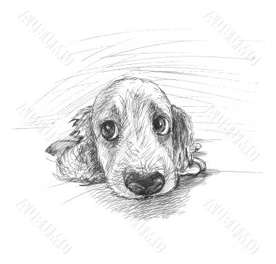 Cute puppy sketch