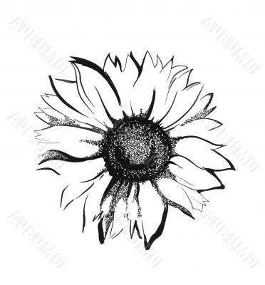 Sunflower sketch