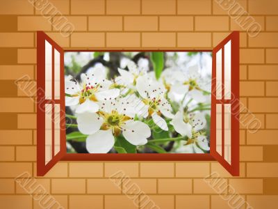 window illustration with pear blossoms