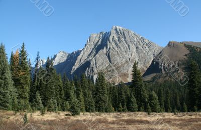 Mountain &amp; spruce forest