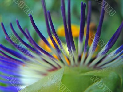 passion flower closeup