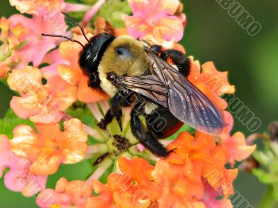 carpenter bee on lantana