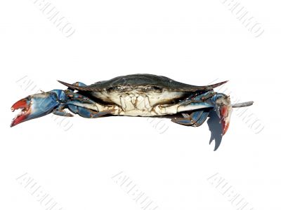 blue crabs isolated over white