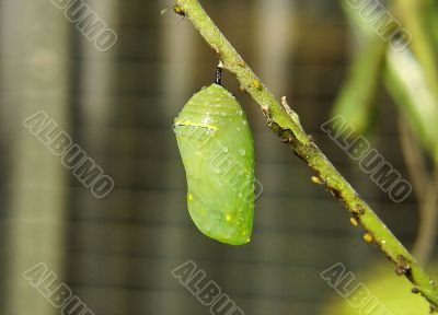 Monarch Chrysalis