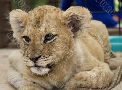 Lion Cub