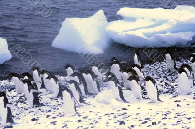 Flock of Adelie penguins Flock of Adelie penguins
