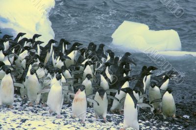 Confusion - startled penguins