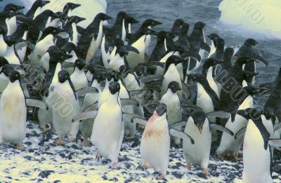 Confusion - startled penguins