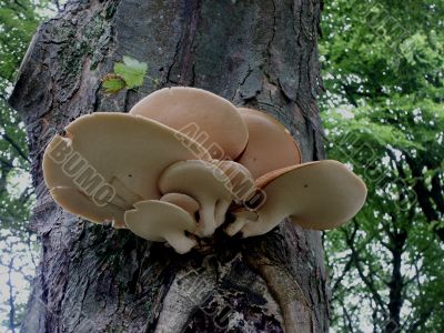 Tree Fungus