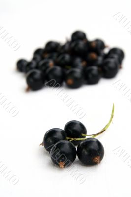 currants Isolated in White currants Isolated in White