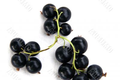currants Isolated in White currants Isolated in White