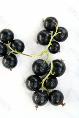 currants Isolated in White currants Isolated in White