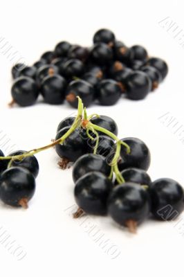 currants Isolated in White currants Isolated in White