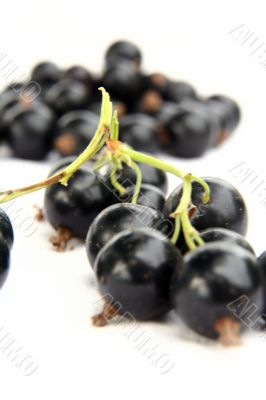 currants Isolated in White currants Isolated in White