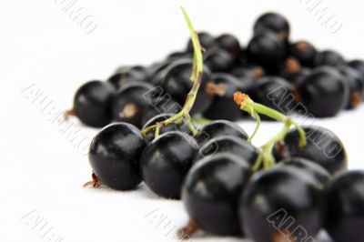 currants Isolated in White currants Isolated in White