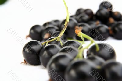 currants Isolated in White currants Isolated in White