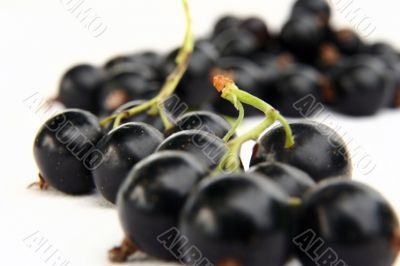 currants Isolated in White currants Isolated in White