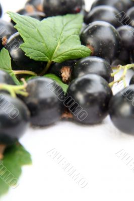 currants Isolated in White currants Isolated in White