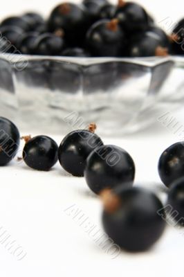 currants Isolated in White currants Isolated in White