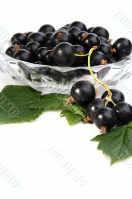 currants Isolated in White currants Isolated in White