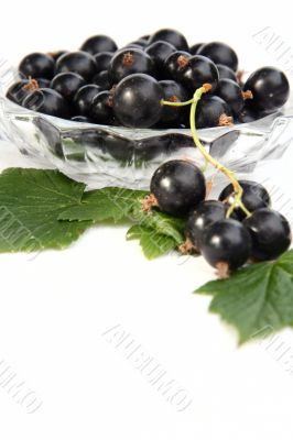 currants Isolated in White currants Isolated in White