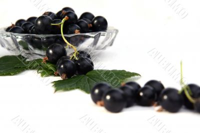 currants Isolated in White currants Isolated in White