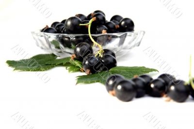 currants Isolated in White currants Isolated in White