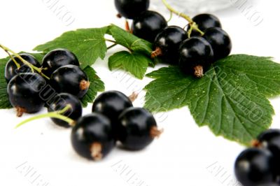 currants Isolated in White currants Isolated in White
