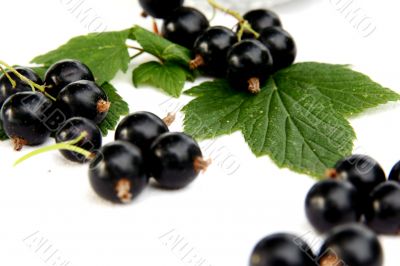 currants Isolated in White currants Isolated in White