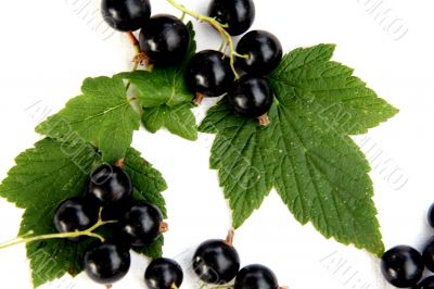 currants Isolated in White currants Isolated in White