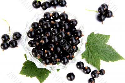 currants Isolated in White currants Isolated in White