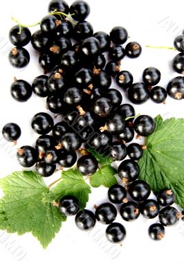 currants Isolated in White currants Isolated in White