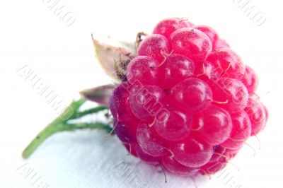 Raspberry isolated in White Background Raspberry isolated in White Background