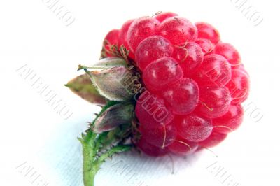 Raspberry isolated in White Background Raspberry isolated in White Background