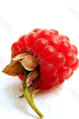 Raspberry isolated in White Background Raspberry isolated in White Background