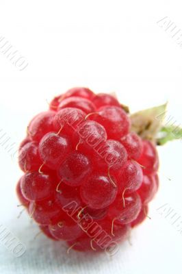Raspberry isolated in White Background Raspberry isolated in White Background