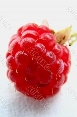 Raspberry isolated in White Background Raspberry isolated in White Background