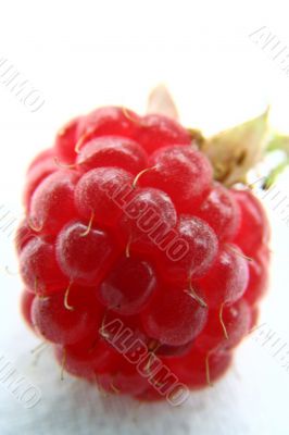 Raspberry isolated in White Background Raspberry isolated in White Background