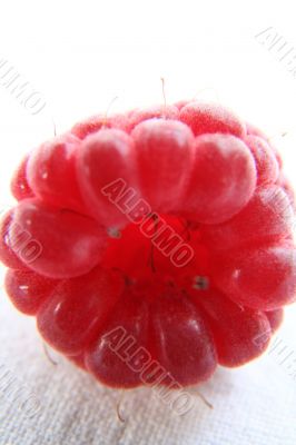 Raspberry isolated in White Background Raspberry isolated in White Background