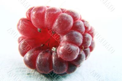 Raspberry isolated in White Background Raspberry isolated in White Background