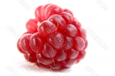 Raspberry isolated in White Background Raspberry isolated in White Background