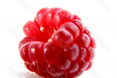 Raspberry isolated in White Background Raspberry isolated in White Background