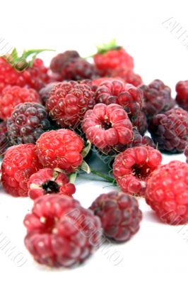 Raspberry isolated in White Background Raspberry isolated in White Background