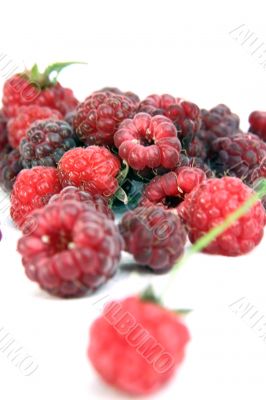 Raspberry isolated in White Background Raspberry isolated in White Background