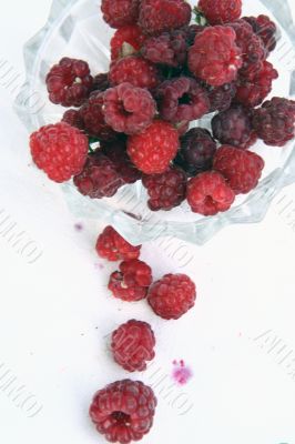 Raspberry isolated in White Background Raspberry isolated in White Background