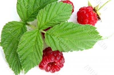 Raspberry isolated in White Background Raspberry isolated in White Background