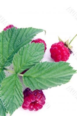 Raspberry isolated in White Background Raspberry isolated in White Background