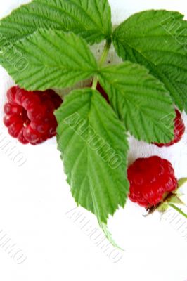 Raspberry isolated in White Background Raspberry isolated in White Background