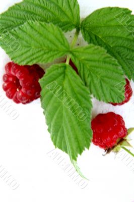 Raspberry isolated in White Background